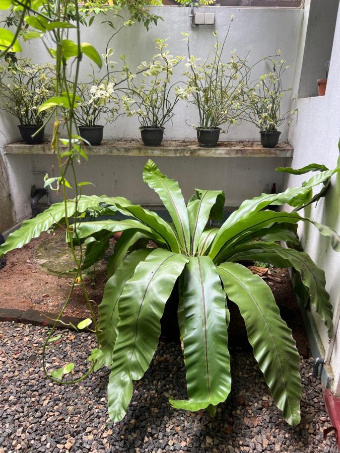 Jungle Villa Ahangama Εξωτερικό φωτογραφία